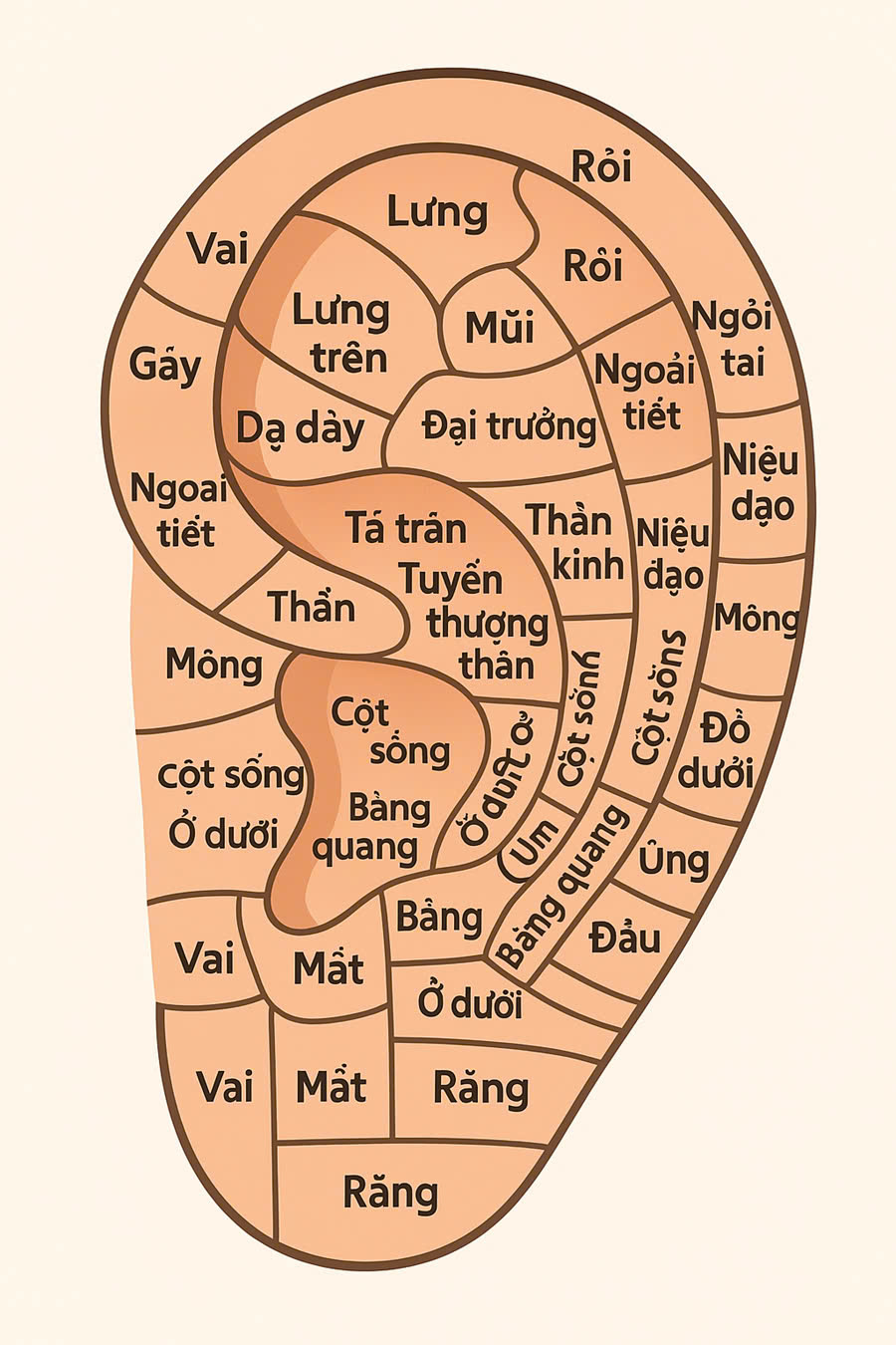 Sơ đồ huyệt tai